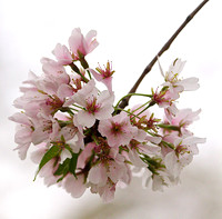 Cherry Blossom Time, 2013
