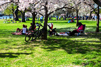 Cherry Blossoms & More, Spring, 2014
