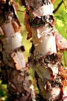 Nature 2013