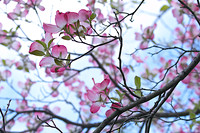 Spring Time, 2013