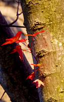 Finding Fall, 2013