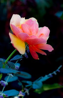 Roses-Brookside Gardens